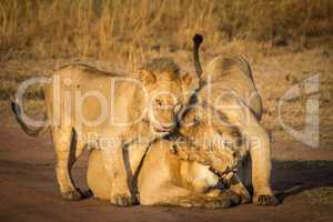 Three Lions Cuddle