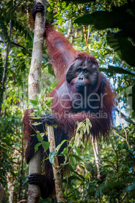 A magestic male orangutan, hanging in a tree, looks at the lens