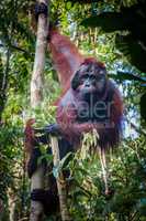 A magestic male orangutan, hanging in a tree, looks at the lens