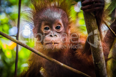 World's cutest baby orangutan looks into camera in Borneo