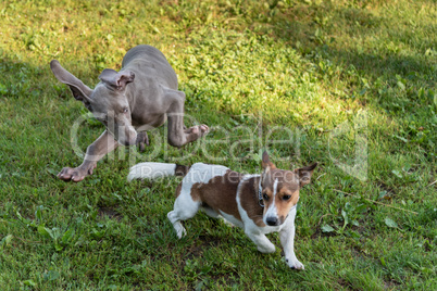 Spielende Hunde