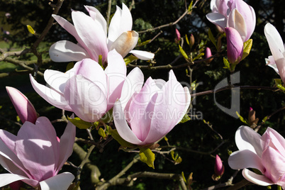 Loki-Schmidt-Garten Klein Flottbek