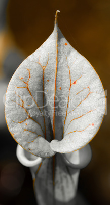 Sarracenia close up