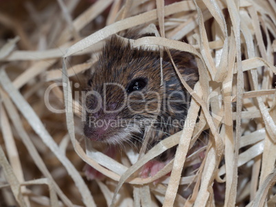 Mouse in wood wool