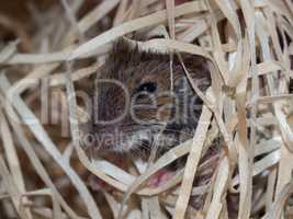 Mouse in wood wool