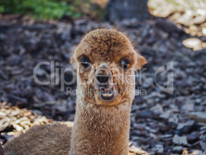Young alpaca portrait