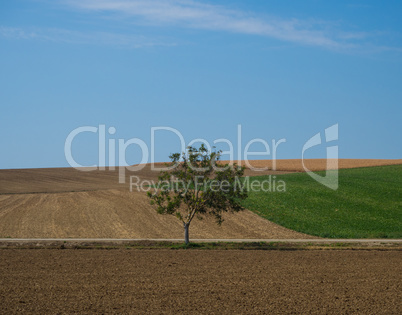 Single tree landscape