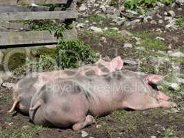 Pigs on a mountain pasture