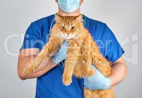 male vet in blue uniform and gloves holding an adult ginger cat