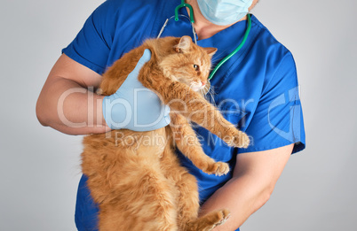 Veterinarian in blue uniform and sterile latex gloves holds  big