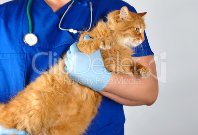 Veterinarian in blue uniform and sterile latex gloves holds  big