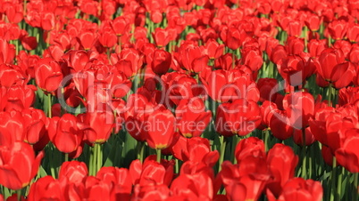 Red Tulip at Spring