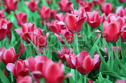 red tulip at spring