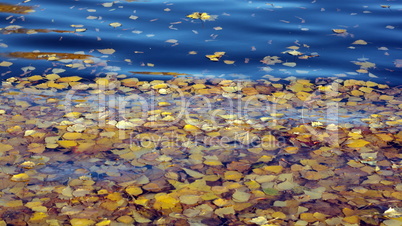 Yellow Birch Leafs on Water