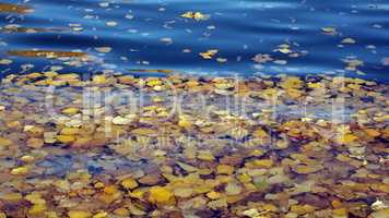 Yellow Birch Leafs on Water