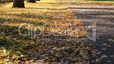road in autumn day road in autumn day
