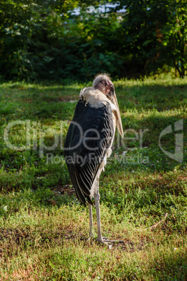 Marabou stork african bird standing up