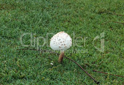 Shaggy parasol mushroom Chlorophyllum rhacodes grows on green gr