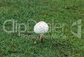 Shaggy parasol mushroom Chlorophyllum rhacodes grows on green gr