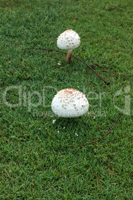 Shaggy parasol mushroom Chlorophyllum rhacodes grows on green gr