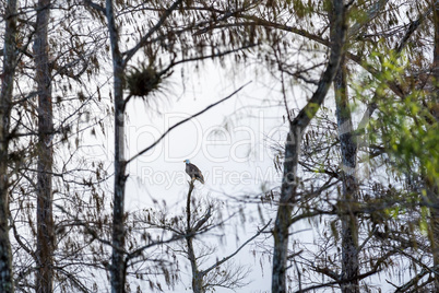 Bald eagle Haliaeetus leucocephalus perches on a dead tree