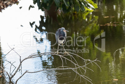 Tricolored heron wading bird Egretta tricolor perch on a branch