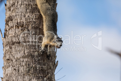 Alert big cypress fox squirrel Sciurus niger avicennia gathers n