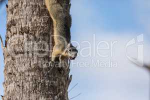 Alert big cypress fox squirrel Sciurus niger avicennia gathers n