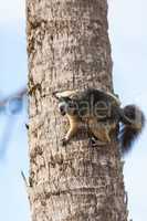 Alert big cypress fox squirrel Sciurus niger avicennia gathers n