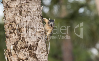 Alert big cypress fox squirrel Sciurus niger avicennia gathers n