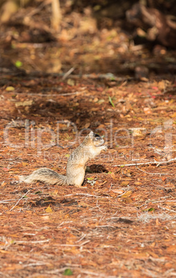 Alert big cypress fox squirrel Sciurus niger avicennia gathers n