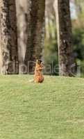 Alert big cypress fox squirrel Sciurus niger avicennia gathers n