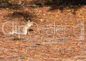 Alert big cypress fox squirrel Sciurus niger avicennia gathers n