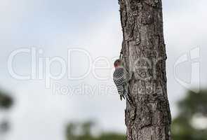 Pecking red bellied woodpecker Melanerpes carolinus