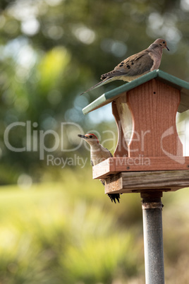 Red bellied woodpecker Melanerpes carolinus and a mourning dove