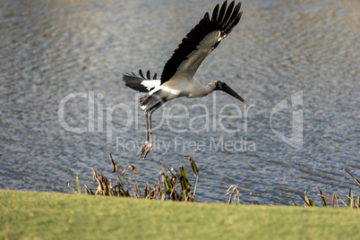 Wood stork Mycteria Americana stands on a golf course