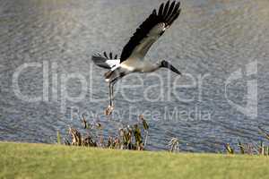 Wood stork Mycteria Americana stands on a golf course