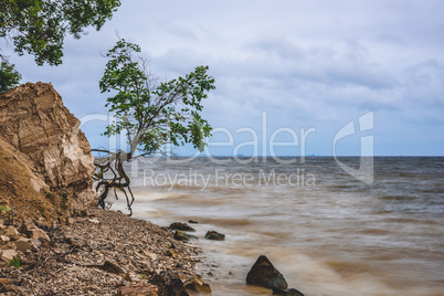 Tree on the rocky shore at stormy day