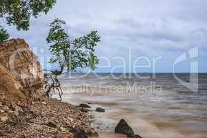 Tree on the rocky shore at stormy day