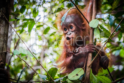 World's cutest baby orangutan hangs in a tree in Borneo