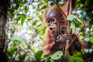 World's cutest baby orangutan hangs in a tree in Borneo