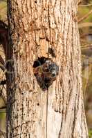 Baby Fox squirrel kit Sciurus niger peers over the top of its mo