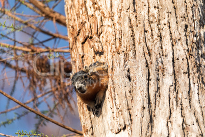 Baby Fox squirrel kit Sciurus niger peers over the top of its mo