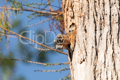 Baby Fox squirrel kit Sciurus niger peers over the top of its mo