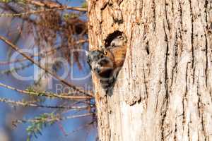 Baby Fox squirrel kit Sciurus niger peers over the top of its mo