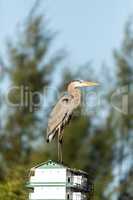 Great blue heron Ardea herodias perches on top of a birdhouse