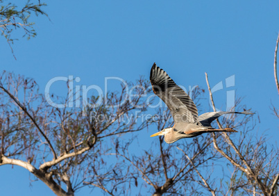 Flying Great blue heron Ardea herodias