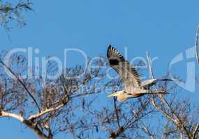 Flying Great blue heron Ardea herodias