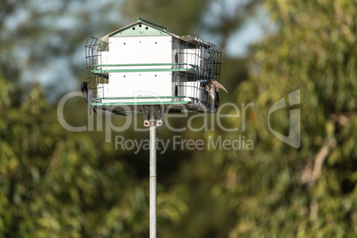 Purple martin birds Progne subis fly and perch on a house over a