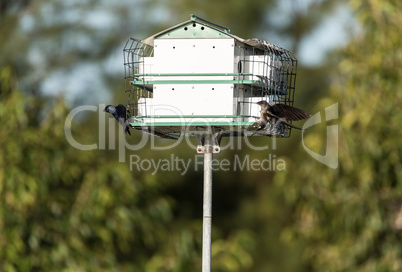 Purple martin birds Progne subis fly and perch on a house over a